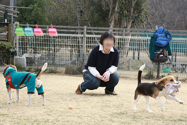 ビーグル きなこ こんぶ