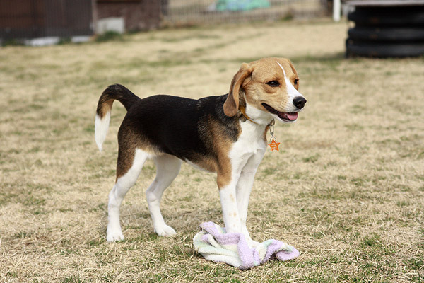 ビーグル きなこ こんぶ