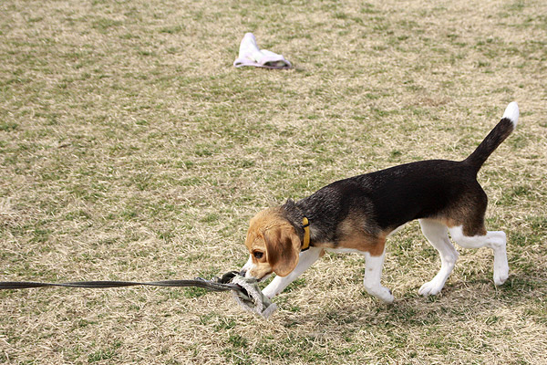 ビーグル きなこ こんぶ