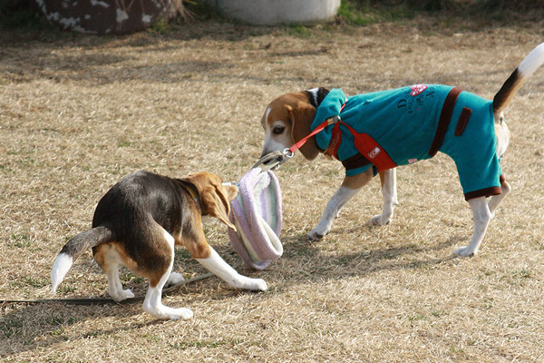 ビーグル きなこ こんぶ