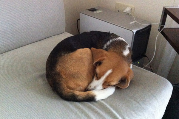 ビーグル きなこ こんぶ