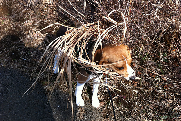 ビーグル きなこ こんぶ