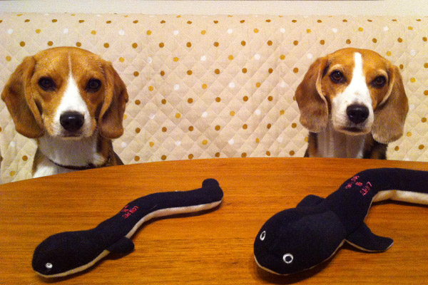 ビーグル きなこ こんぶ