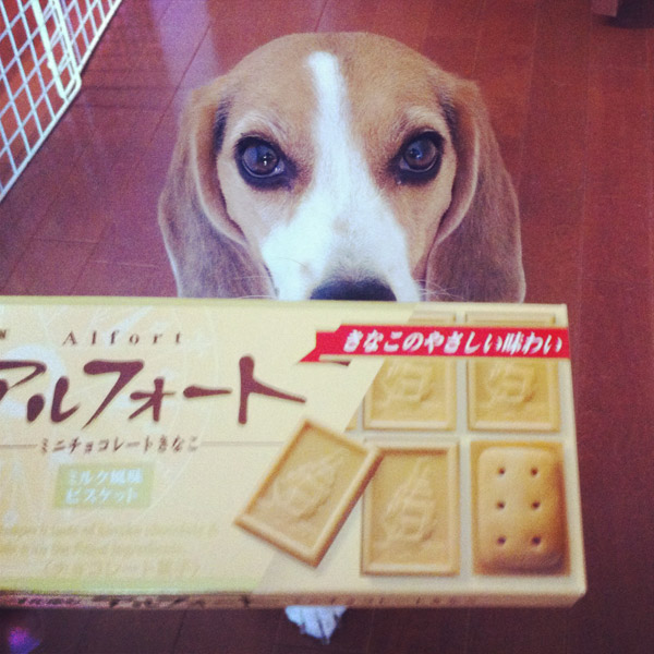 ビーグル きなこ こんぶ