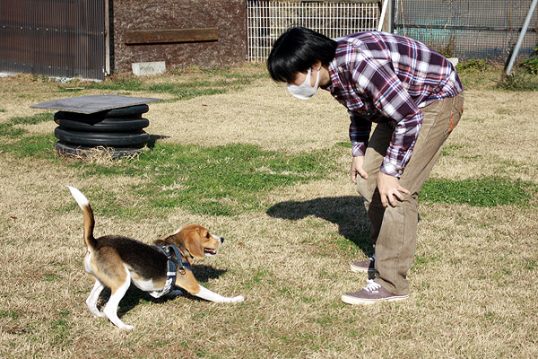 ビーグル きなこ こんぶ