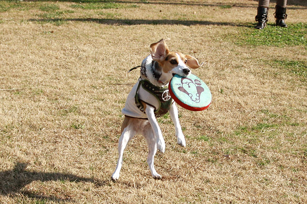 ビーグル きなこ こんぶ