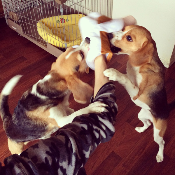 ビーグル きなこ こんぶ