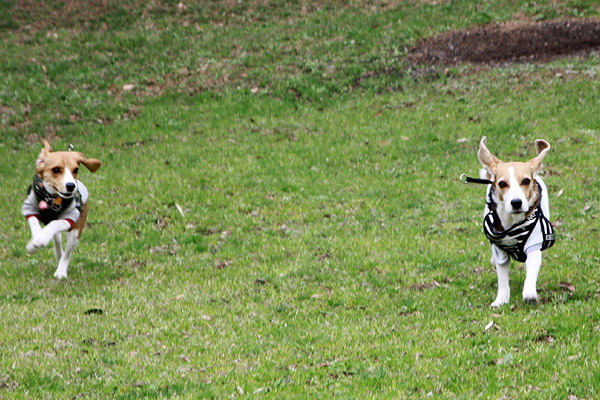 ビーグル きなこ こんぶ