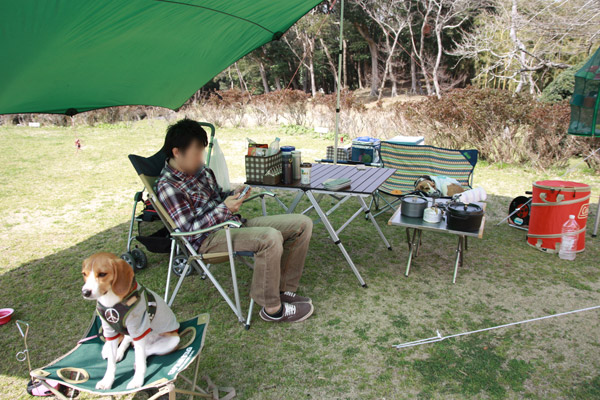 ビーグル きなこ こんぶ