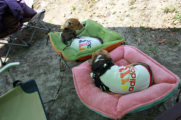 ビーグル きなこ こんぶ