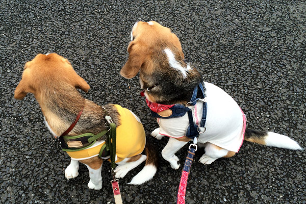 ビーグル きなこ こんぶ