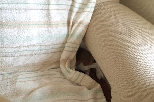 ビーグル きなこ こんぶ