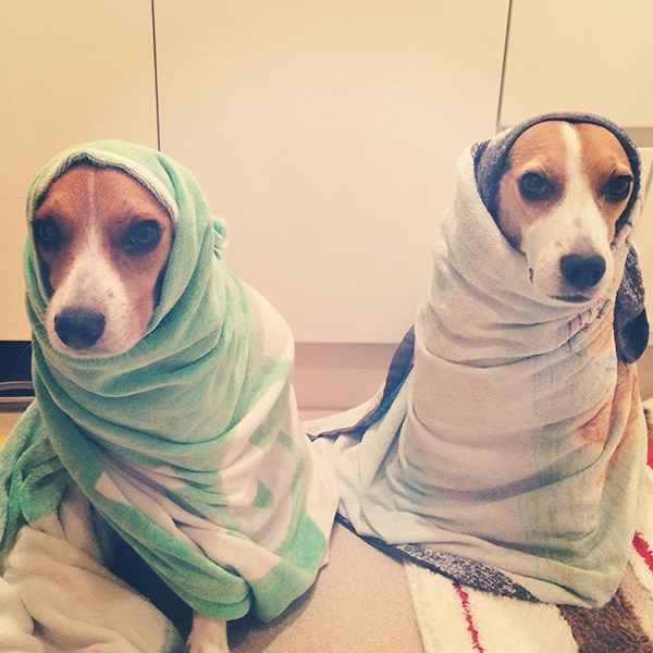 ビーグル きなこ こんぶ