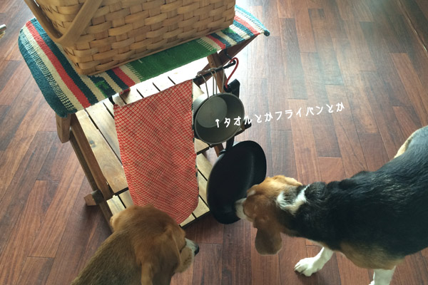 ビーグル きなこ こんぶ