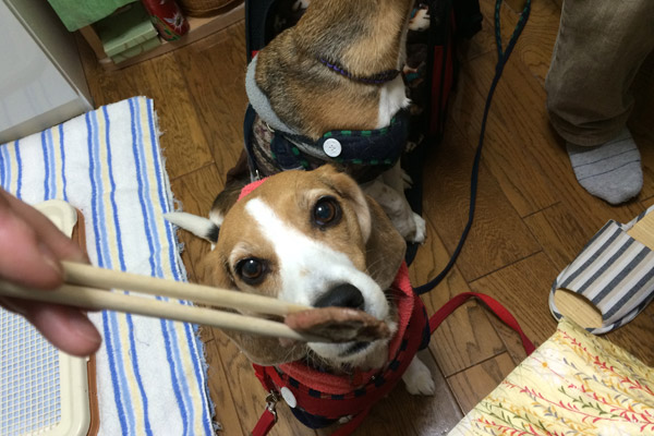 ビーグル きなこ こんぶ