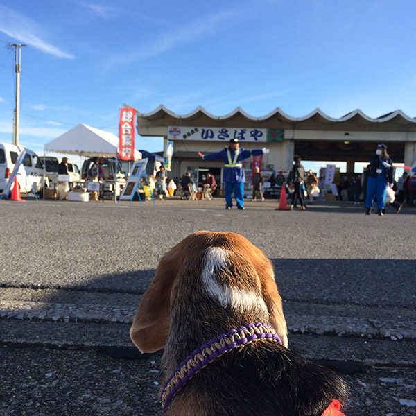 ビーグル きなこ こんぶ