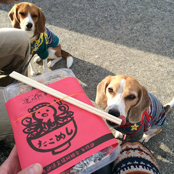 ビーグル きなこ こんぶ