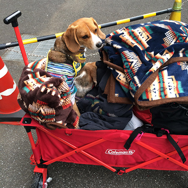 ビーグル きなこ こんぶ