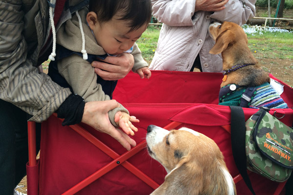 ビーグル きなこ こんぶ