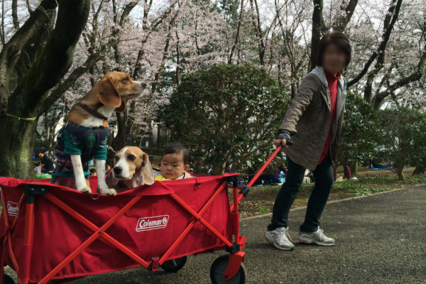 ビーグル きなこ こんぶ