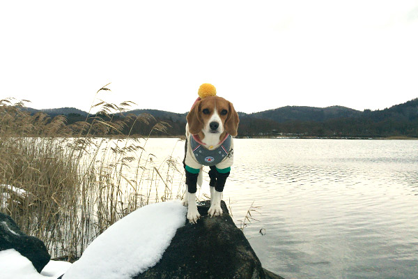 ビーグル きなこ こんぶ