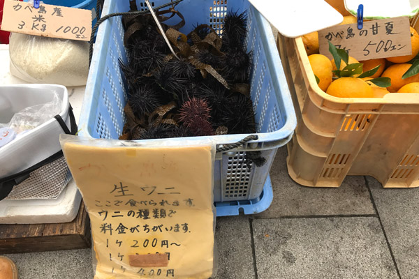 ビーグル きなこ こんぶ