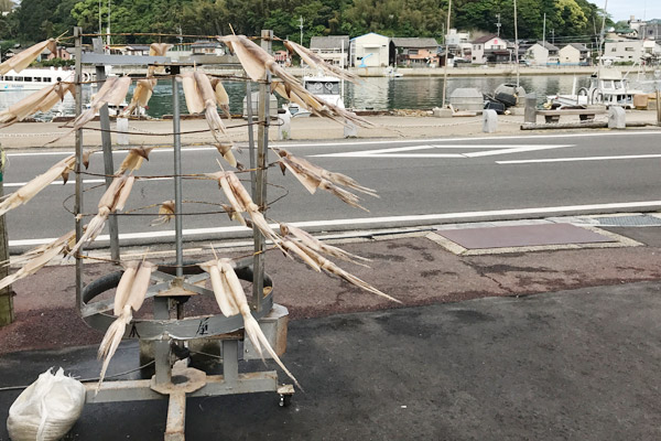ビーグル きなこ こんぶ
