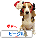 にほんブログ村 犬ブログ ビーグルへ