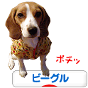 にほんブログ村 犬ブログ ビーグルへ