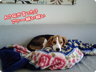 ビーグル犬 きなこ