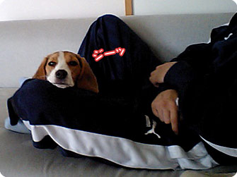 ビーグル犬 きなこ