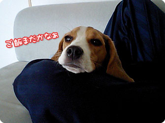 ビーグル犬 きなこ