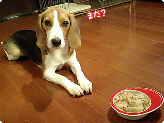 ビーグル犬　きなこ