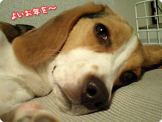 ビーグル犬　きなこ