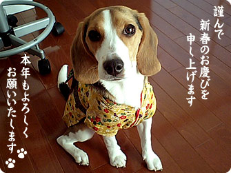 ビーグル犬 きなこ