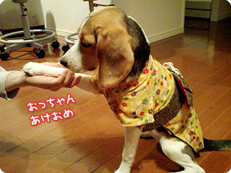 ビーグル犬 きなこ