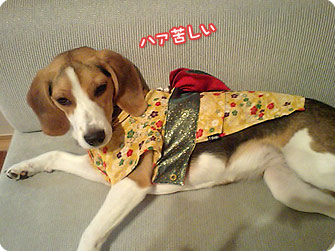 ビーグル犬 きなこ