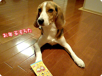 ビーグル犬 きなこ