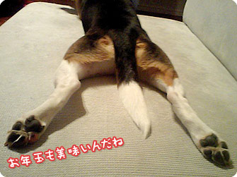 ビーグル犬 きなこ