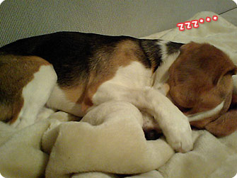 ビーグル犬 きなこ