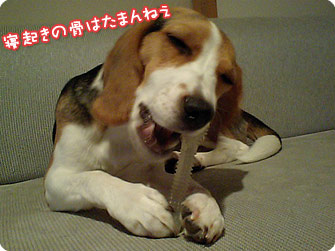 ビーグル犬 きなこ