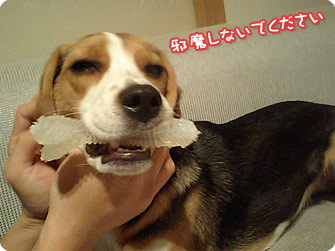 ビーグル犬 きなこ