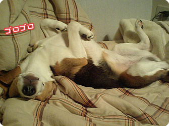 ビーグル犬 きなこ