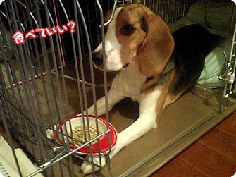 ビーグル犬　きなこ