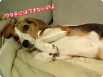 ビーグル犬 きなこ