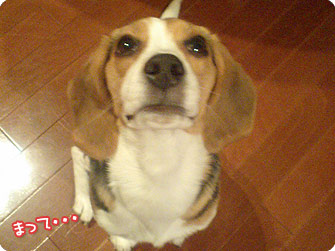 ビーグル犬 きなこ