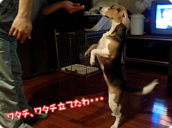 ビーグル犬 きなこ