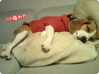 ビーグル犬 きなこ