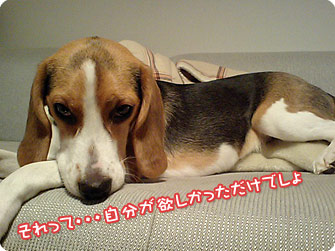 ビーグル犬 きなこ