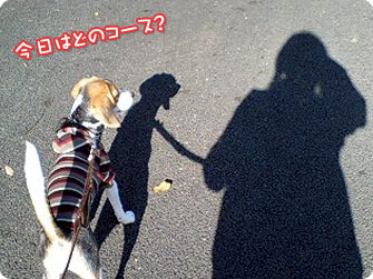ビーグル犬 きなこ